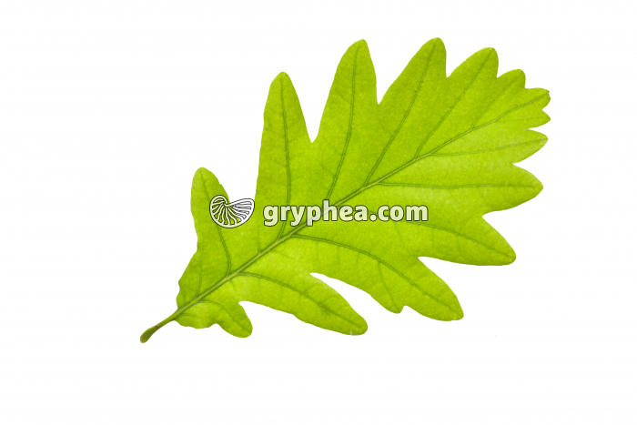 Chêne - Feuille (Quercus robur) - gryphea.org